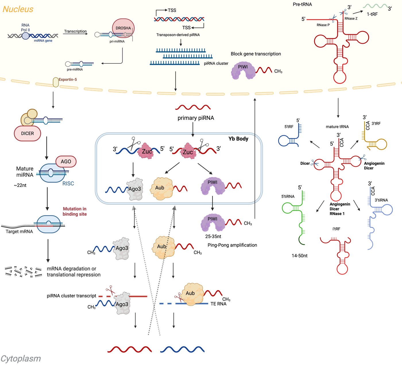 Small non-coding RNA biogenesis overview — nuclear and cytoplasmic pathways: miRNA processing (DROSHA/DICER/AGO), piRNA transposon silencing (PIWI/Aub/Ago3), and tRNA-derived fragments